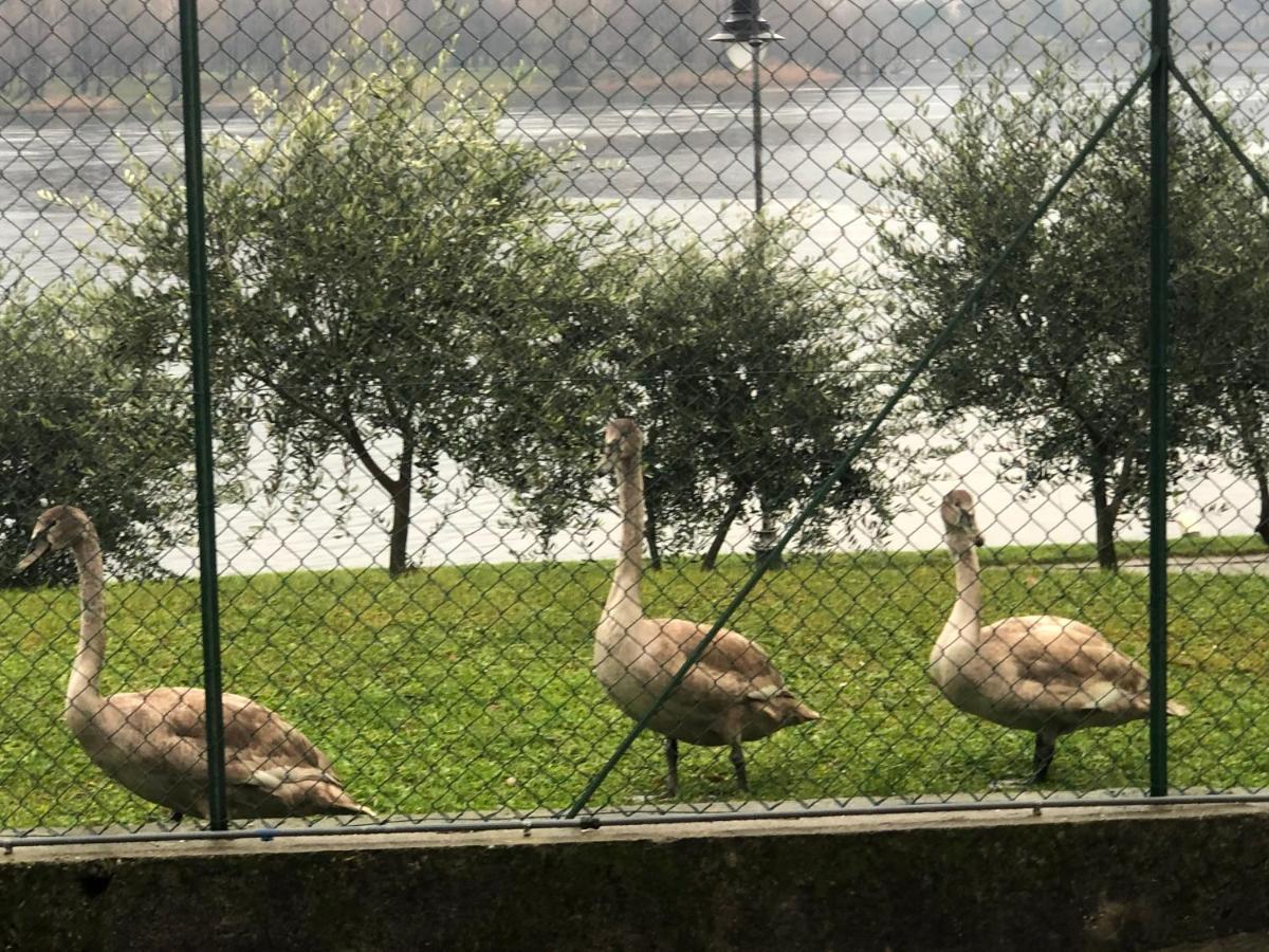 Bluelake Inn Olginate Dış mekan fotoğraf